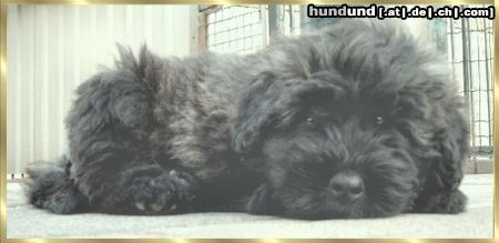 Bouvier des Flandres Hunde Foto 2754 Bouvier des Flandres Black Rhodos v. Bouvier Topline