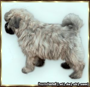 Bouvier des Flandres Hunde Foto 2751 Bouvier des Flandres Amelie Rhodos v. Bouvier Topline