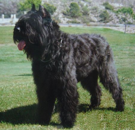 Bouvier des Flandres