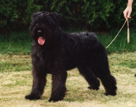 Bouvier des Flandres Hunde Foto 1412 Bouvier des Flandres Cindy Whyla Fan't Fryske Lan