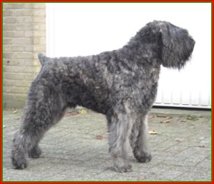Bouvier des Flandres Hunde Foto 1818 Bouvier des Flandres Damon Laura v. Bouvier Toline, Junior World Champion