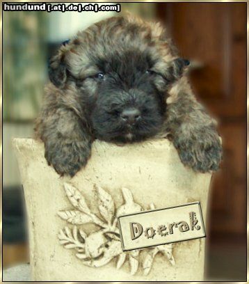 Bouvier des Flandres Hunde Foto 10207 Bouvier des Flandres Doerak Rhodos mit 4 Wochen