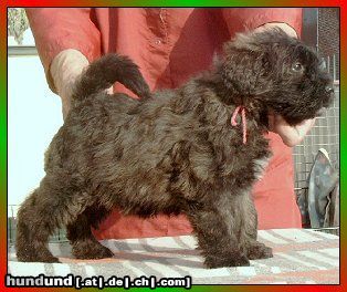 Bouvier des Flandres Hunde Foto 2758 Bouvier des Flandres Donja Rhodos v. Bouvier Topline