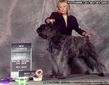 Bouvier des Flandres Hunde Foto 10801 Bouvier des Flandres Canadian Champion DRAGON - BORGIA z Flandryjskiego Gniazda - FCI