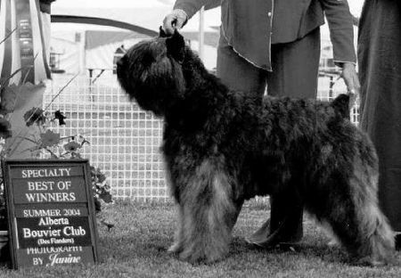 Bouvier des Flandres Can.Ch. DORA BORGIA z Flandryjskiego Gniazda