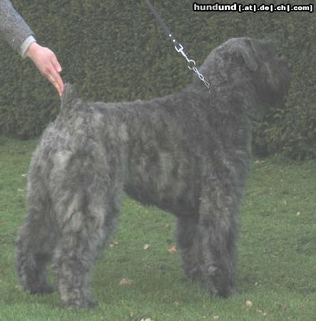 Bouvier des Flandres Hunde Foto 10798 Bouvier des Flandres Champion DUSTY - BORGIA z Flandryjskiego Gniazda - FCI