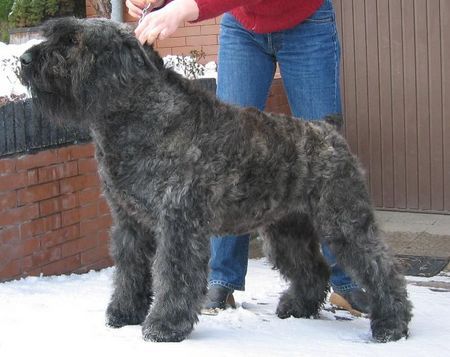 Bouvier des Flandres POL.CH. DUSTIE BORGIA z Flandryjskiego Gniazda