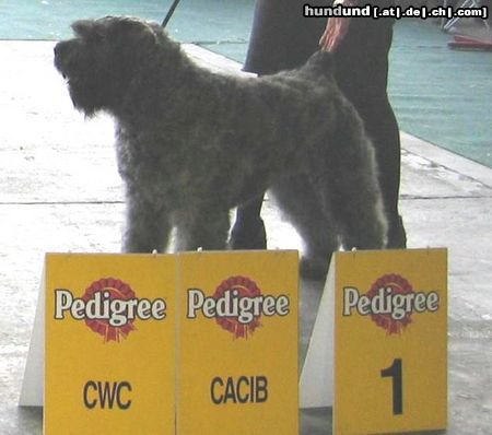Bouvier des Flandres Hunde Foto 10799 Bouvier des Flandres Champion DUSTY - BORGIA z Flandryjskiego Gniazda - FCI