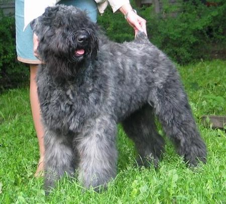 Bouvier des Flandres Junior Winner FRIDA DUSTIE z Flandryjskiego Gniazda