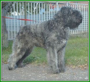 Bouvier des Flandres Hunde Foto 1817 Bouvier des Flandres Goldie Regan v. Bouvier Toline,Lux. Youth Champion