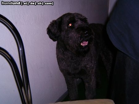 Bouvier des Flandres Hunde Foto 13719 Bouvier des Flandres Fidde