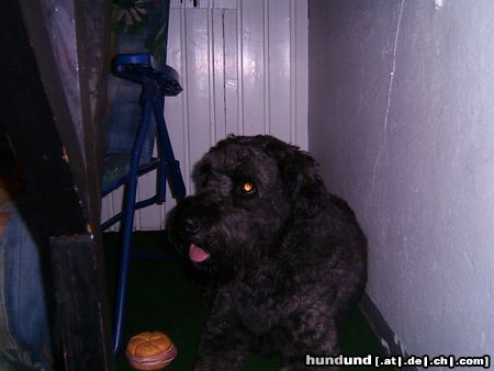 Bouvier des Flandres Hunde Foto 13720 Bouvier des Flandres Fidde