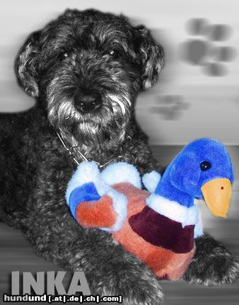 Bouvier des Flandres Hunde Foto 6340 Bouvier des Flandres Inka