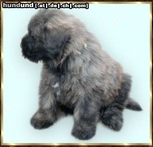 Bouvier des Flandres Hunde Foto 2756 Bouvier des Flandres Ivenhoe Rhodos v. Bouvier Topline