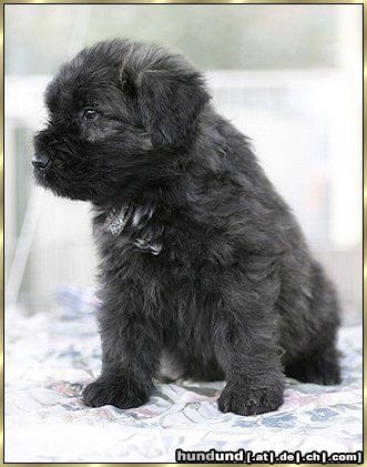 Bouvier des Flandres Hunde Foto 7383 Bouvier des Flandres Layla Ivy v. Bouvier Topline