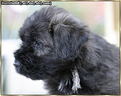 Bouvier des Flandres Hunde Foto 7384 Bouvier des Flandres Layla Ivy v. Bouvier Topline