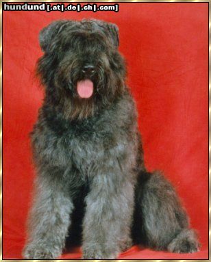 Bouvier des Flandres Hunde Foto 7385 Bouvier des Flandres Ivy Regan v. Bouvier Topline, Weltsieger 2001, Bundessieger 2001