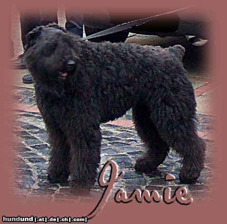 Bouvier des Flandres Hunde Foto 3381 Bouvier des Flandres Jamie-Richelle v.d. Zadarkosburcht