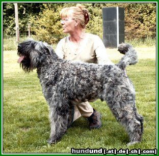 Bouvier des Flandres Hunde Foto 3708 Bouvier des Flandres Lennox Damon v. Bouvier Topline Lux. Youth Champion