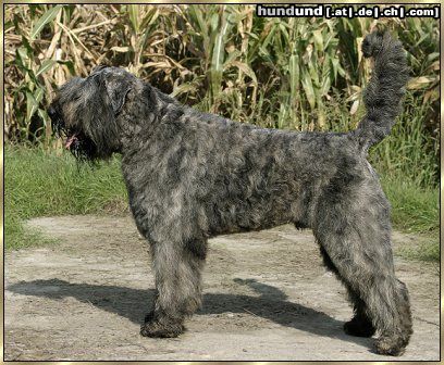 Bouvier des Flandres Hunde Foto 6851 Bouvier des Flandres Lennox Damon v. Bouvier Topline, Weltjugendsieger, Bundesjugendsieger, Luxembourg Jugend Champion