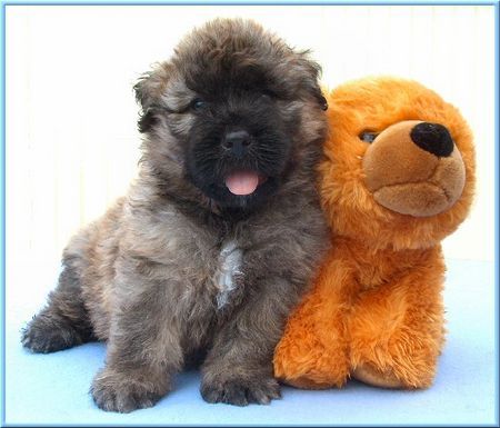 Bouvier des Flandres puppy mit 5 Wochen