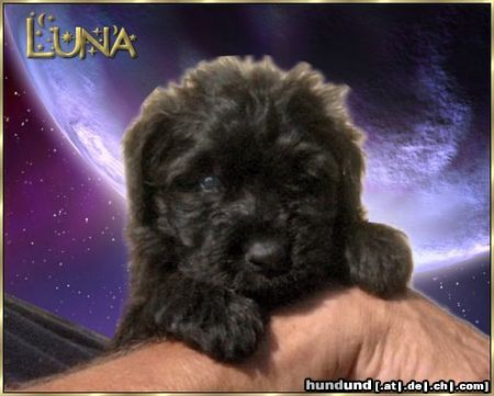 Bouvier des Flandres Hunde Foto 5468 Bouvier des Flandres Luna Ivy v. Bouvier Topline