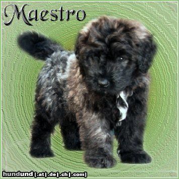 Bouvier des Flandres Hunde Foto 4624 Bouvier des Flandres Maestro Ashley v. Bouvier Topline