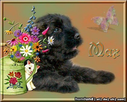 Bouvier des Flandres Hunde Foto 10602 Bouvier des Flandres Max Rhodos v. Bouvier Topline mit 6 Wochen