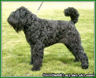 Bouvier des Flandres Hunde Foto 3709 Bouvier des Flandres Lennox Damon v. Bouvier Topline Lux. Youth Champion