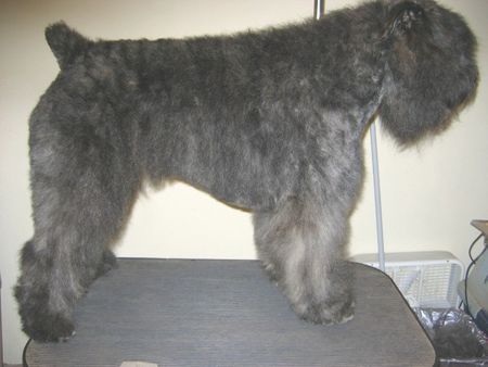 Bouvier des Flandres ENERGIZER BORGIA z Flandryjskiego Gniazda