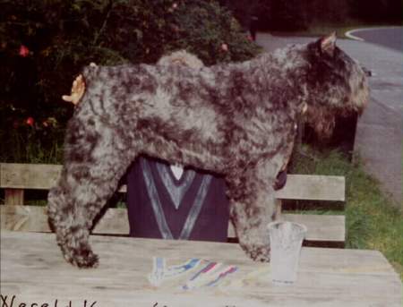 Bouvier des Flandres Hunde Foto 951 Bouvier des Flandres Champion Monza Katja Fan 't Fryske Lan -World Champ.-Deutscher Champ. - Deutscher VDH Champ.