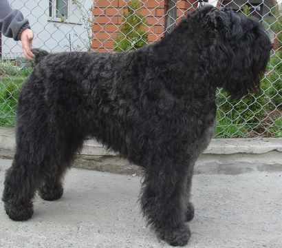 Bouvier des Flandres KADMOS CONTRA Controversia -reserve World Winner, Ch.Pl