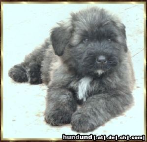 Bouvier des Flandres Hunde Foto 2753 Bouvier des Flandres Rocky Rhodos v. Bouvier Topline