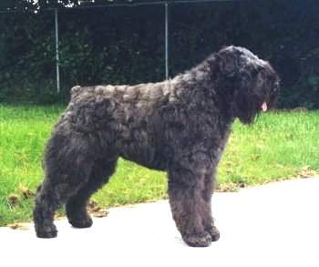 Bouvier des Flandres Hunde Foto 947 Bouvier des Flandres Champion Oscy Jaimmy Fan't Fryske Lan - Niederlands Champ.- Deutscher Champ. - Deutscher VDH Champ. Deutscher Europasieger 2001- Deutscher Bundessieger 2001- Best in schow Oldenburg 2001- Club Champion Deuscher Bouvier Club