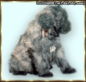 Bouvier des Flandres Hunde Foto 2755 Bouvier des Flandres Pien Rhodos v. Bouvier Topline