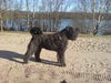 Bouvier des Flandres Hund