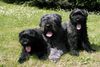 Bouvier des Flandres Foto: Kiara mit zwei ihrer Welpen. Zwinger v. Ambratal (ID 4753) Bouvier des Flandres Hund