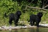 Bouvier des Flandres Foto: Ayscha u.Aros, Supersommer 2003 (ID 5380) Bouvier des Flandres Hund