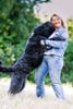 Bouvier des Flandres Hund