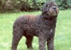 Bouvier des Flandres Foto (ID 107) Bouvier des Flandres Hund