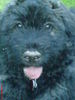 Bouvier des Flandres Hund