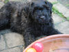 Bouvier des Flandres Hund