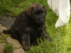 Bouvier des Flandres Hund