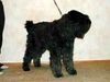 Bouvier des Flandres Foto: Happy Quieara von der Eysa/ Zwinger vom Ambratal (ID 4321) Bouvier des Flandres Hund