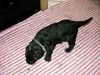 Bouvier des Flandres Foto: Welpen (ID 4290) Bouvier des Flandres Hund