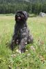 Bouvier des Flandres Foto (ID 34884) Bouvier des Flandres Hund