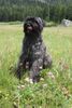 Bouvier des Flandres Hund