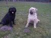 Bouvier des Flandres Hund