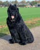 Bouvier des Flandres Hund