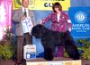 Bouvier des Flandres Hund